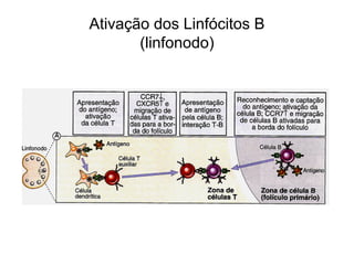 Ativação dos Linfócitos B
       (linfonodo)
 