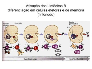 Ativação dos Linfócitos B
diferenciação em células efetoras e de memória
                  (linfonodo)
 