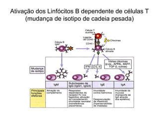 Ativação dos Linfócitos B dependente de células T
     (mudança de isotipo de cadeia pesada)
 