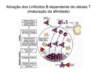 Ativação dos Linfócitos B dependente de células T
            (maturação da afinidade)
 