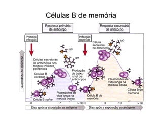 Células B de memória
 