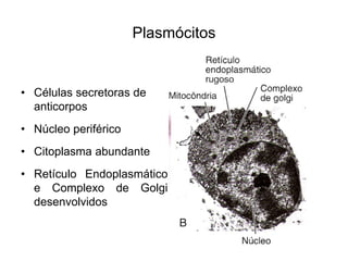 Plasmócitos


• Células secretoras de
  anticorpos
• Núcleo periférico
• Citoplasma abundante
• Retículo Endoplasmático
  e Complexo de Golgi
  desenvolvidos
 