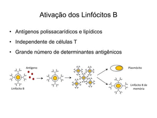 Ativação dos Linfócitos B

• Antígenos polissacarídicos e lipídicos
• Independente de células T
• Grande número de determinantes antigênicos

              Antígeno                               Plasmócito




                                                      Linfócito B de 
Linfócito B                                              memória
 