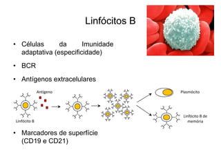 Linfócitos B

• Células      da      Imunidade
  adaptativa (especificidade)
• BCR
• Antígenos extracelulares
              Antígeno                  Plasmócito




                                         Linfócito B de 
Linfócito B                                 memória

• Marcadores de superfície
  (CD19 e CD21)
 
