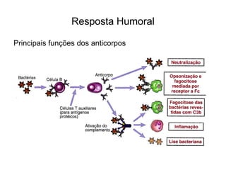 Resposta Humoral

Principais funções dos anticorpos
 