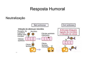 Resposta Humoral

Neutralização
 