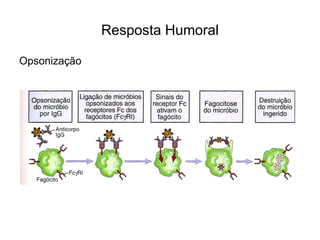 Resposta Humoral

Opsonização
 