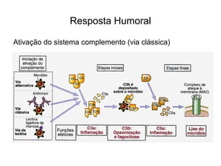 Resposta Humoral

Ativação do sistema complemento (via clássica)
 