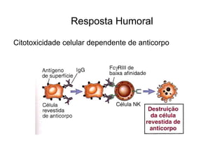 Resposta Humoral

Citotoxicidade celular dependente de anticorpo
 