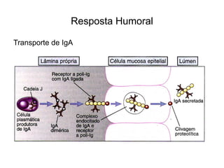 Resposta Humoral

Transporte de IgA
 