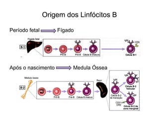 Linfócitos B | PDF