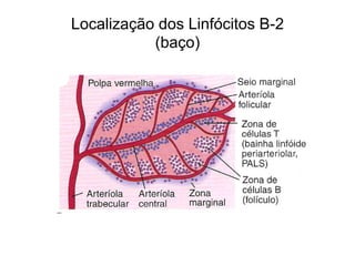 Localização dos Linfócitos B-2
           (baço)
 