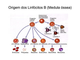 Origem dos Linfócitos B (Medula óssea)
 