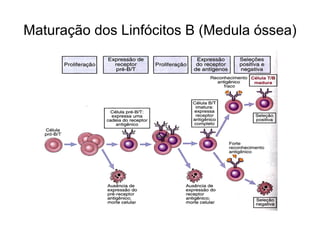 Maturação dos Linfócitos B (Medula óssea)
 