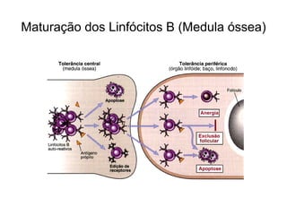 Maturação dos Linfócitos B (Medula óssea)
 