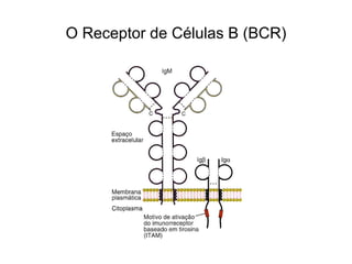 O Receptor de Células B (BCR)
 