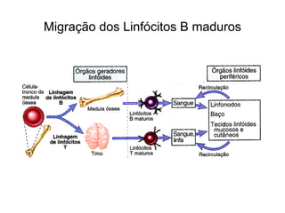 Migração dos Linfócitos B maduros
 