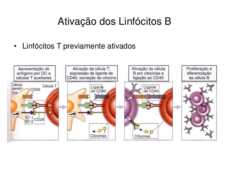 Linfócitos B
