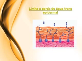 Limita a perda de água trans
          epidermal
 