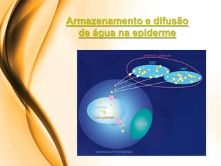 Armazenamento e difusão
  de água na epiderme
 