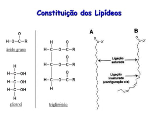 Constituição dos Lipídeos
 