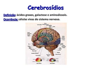 Cerebrosídios
Definição: ácidos graxos, galactose e aminoálcoois.
Ocorrência: células vivas do sistema nervoso.
 