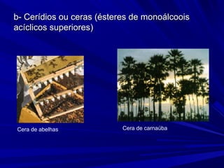 b- Cerídios ou ceras (ésteres de monoálcooisb- Cerídios ou ceras (ésteres de monoálcoois
acíclicos superiores)acíclicos superiores)
Cera de abelhas Cera de carnaúba
 