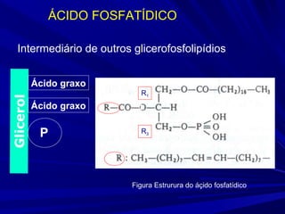 ÁCIDO FOSFATÍDICO
Figura Estrurura do áçido fosfatídico
Intermediário de outros glicerofosfolipídios
R1
R3
Glicerol
Ácido graxo
Ácido graxo P
P
 