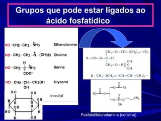 Grupos que pode estar ligados ao
ácido fosfatídico
inositol
Fosfatidiletanolamina (cefalina)
 