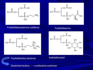 Fosfatidilcolina (lecitina)
Fosfatidiletanolamina (cefalina) Fosfatidilserina
fosfatidilinositol
Dipalmitoil lecitina surfactante pulmonar
 