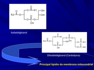 Difosfatidilglicerol (Cardiolipina)
fosfatidilglicerol
Principal lipídio da membrana mitocondrial
 