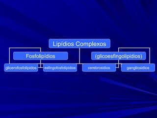 Lipídios Complexos
Fosfolipídios (glicoesfingolipidios)
glicerofosfolipidos esfingofosfolipidios cerebrosidios gangliosidios
 