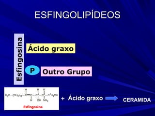 ESFINGOLIPÍDEOSESFINGOLIPÍDEOSEsfingosina
Ácido graxo
P Outro Grupo
Ácido graxo+ CERAMIDA
 
