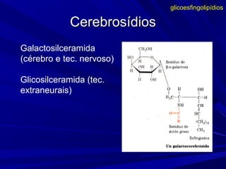 CerebrosídiosCerebrosídios
glicoesfingolipídios
Galactosilceramida
(cérebro e tec. nervoso)
Glicosilceramida (tec.
extraneurais)
 