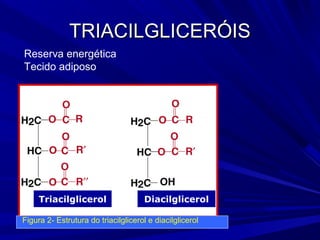 TRIACILGLICERÓISTRIACILGLICERÓIS
Triacilglicerol Diacilglicerol
Figura 2- Estrutura do triacilglicerol e diacilglicerol
Reserva energética
Tecido adiposo
 