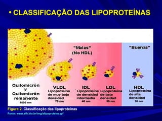 • CLASSIFICAÇÃO DAS LIPOPROTEÍNASCLASSIFICAÇÃO DAS LIPOPROTEÍNAS
Figura 2.Figura 2. Classificação das lipoproteínasClassificação das lipoproteínas
Fonte: www.afh.bio.br/img/alipoproteina.gif
 