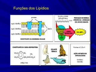 Funções dos Lipídios
 