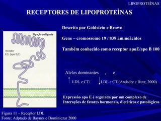 Figura 11 – Receptor LDL
Fonte: Adptado de Baynes e Dominiczar 2000
RECEPTORES DE LIPOPROTEÍNAS
Descrito por Goldstein e Brown
Gene – cromossomo 19 / 839 aminoácidos
Também conhecido como receptor apoE/apo B 100
LIPOPROTEÍNAS
Gene apo E
Alelos dominantes E2, E3 e E4
E4 LDL e CT/ E2 LDL e CT (Andadre e Hutz, 2000)
Expressão apo E é regulada por um complexo de
Interações de fatores hormonais, dietéticos e patológicos
 