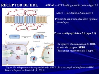 Figura 13- a)Representação esquemática do ABCA1 b) e seu papel na biogênese do HDL
Fonte: Adaptada de Frederick, R, 2005.
ABC1 – Sub-família A/membro 1
Produzido em muitos tecidos/ fígado e
macrófagos
Possui apolipoproteína A1 (apo A1)
RECEPTOR DE HDL ABCA1 – ATP binding cassete protein type A1
Os lipídeos são removidos do HDL
através do receptor SRB1
(Scavenger receptor class B type I)
 