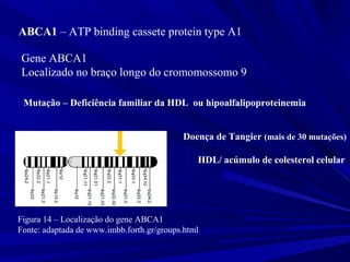 ABCA1 – ATP binding cassete protein type A1
Gene ABCA1
Localizado no braço longo do cromomossomo 9
Figura 14 – Localização do gene ABCA1
Fonte: adaptada de www.imbb.forth.gr/groups.html
Mutação – Deficiência familiar da HDL ou hipoalfalipoproteinemia
Doença de Tangier (mais de 30 mutações)
HDL/ acúmulo de colesterol celular
 