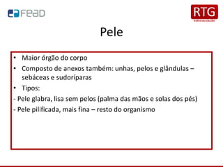 Pele
• Maior órgão do corpo
• Composto de anexos também: unhas, pelos e glândulas –
sebáceas e sudoríparas
• Tipos:
- Pele glabra, lisa sem pelos (palma das mãos e solas dos pés)
- Pele pilificada, mais fina – resto do organismo
 