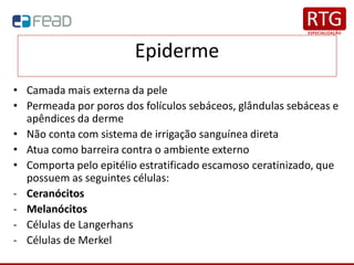 Epiderme
• Camada mais externa da pele
• Permeada por poros dos folículos sebáceos, glândulas sebáceas e
apêndices da derme
• Não conta com sistema de irrigação sanguínea direta
• Atua como barreira contra o ambiente externo
• Comporta pelo epitélio estratificado escamoso ceratinizado, que
possuem as seguintes células:
- Ceranócitos
- Melanócitos
- Células de Langerhans
- Células de Merkel
 
