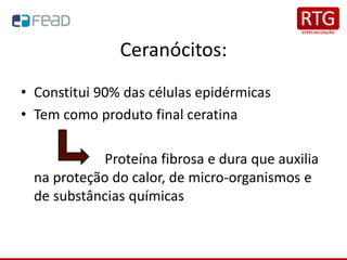 Ceranócitos:
• Constitui 90% das células epidérmicas
• Tem como produto final ceratina
Proteína fibrosa e dura que auxilia
na proteção do calor, de micro-organismos e
de substâncias químicas
 