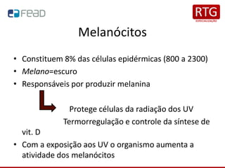 Melanócitos
• Constituem 8% das células epidérmicas (800 a 2300)
• Melano=escuro
• Responsáveis por produzir melanina
Protege células da radiação dos UV
Termorregulação e controle da síntese de
vit. D
• Com a exposição aos UV o organismo aumenta a
atividade dos melanócitos
 