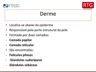 Derme
• Localiza-se abaixo da epiderme
• Responsável pela parte estrutural da pele
• Formada por duas camadas:
- Camada papilar
- Camada reticular
• São encontradas:
- Folículos pilosos
- Glandulas sudoríparas
- Glándulas sebáceas
 