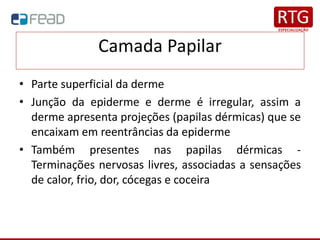 Camada Papilar
• Parte superficial da derme
• Junção da epiderme e derme é irregular, assim a
derme apresenta projeções (papilas dérmicas) que se
encaixam em reentrâncias da epiderme
• Também presentes nas papilas dérmicas -
Terminações nervosas livres, associadas a sensações
de calor, frio, dor, cócegas e coceira
 