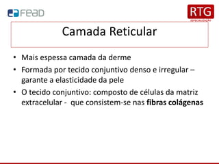 Camada Reticular
• Mais espessa camada da derme
• Formada por tecido conjuntivo denso e irregular –
garante a elasticidade da pele
• O tecido conjuntivo: composto de células da matriz
extracelular - que consistem-se nas fibras colágenas
 