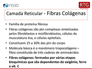 Camada Reticular - Fibras Colágenas
• Família de proteína fibrosa
• Fibras colágenas são ptn complexas sintetizadas
pelos fibroblastos e miofibroblastos, células da
musculatura lisa, e células epiteliais.
• Constituem 25 a 30% das ptn do corpo
• Molécula básica é o monômero tropocolágeno –
fibra constituída de três cadeias de aminoácidos
• Fibras colágenas: formadas por várias etapas
bioquímicas que são dependentes de oxigênio, ferro
e vit. C
 
