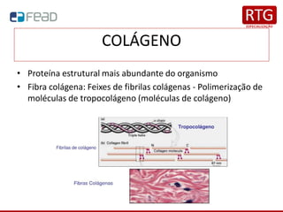 COLÁGENO
• Proteína estrutural mais abundante do organismo
• Fibra colágena: Feixes de fibrilas colágenas - Polimerização de
moléculas de tropocolágeno (moléculas de colágeno)
 