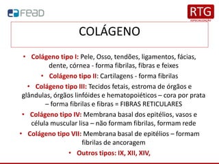 COLÁGENO
• Colágeno tipo I: Pele, Osso, tendões, ligamentos, fácias,
dente, córnea - forma fibrilas, fibras e feixes
• Colágeno tipo II: Cartilagens - forma fibrilas
• Colágeno tipo III: Tecidos fetais, estroma de órgãos e
glândulas, órgãos linfóides e hematopoiéticos – cora por prata
– forma fibrilas e fibras = FIBRAS RETICULARES
• Colágeno tipo IV: Membrana basal dos epitélios, vasos e
célula muscular lisa – não formam fibrilas, formam rede
• Colágeno tipo VII: Membrana basal de epitélios – formam
fibrilas de ancoragem
• Outros tipos: IX, XII, XIV,
 